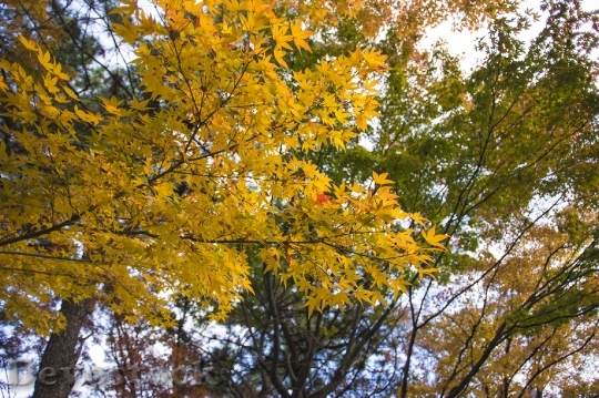Devostock Free photographs of autumn leaves from Japan  (43)