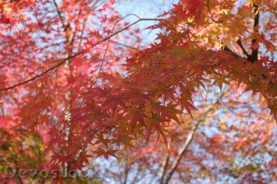Devostock Free photographs of autumn leaves from Japan  (8)