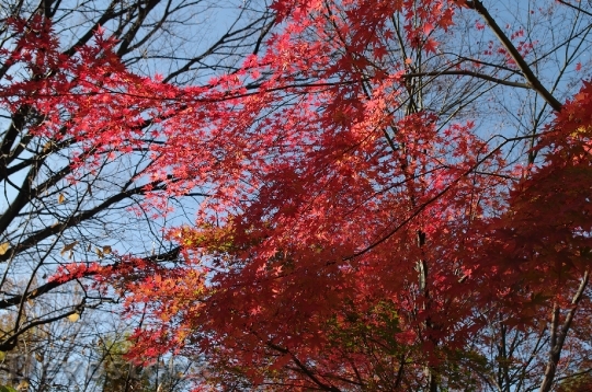Devostock Free photographs of autumn leaves from Japan  (9)