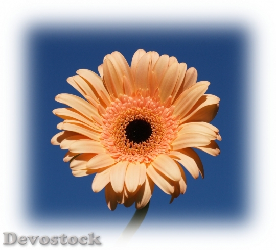 Devostock gerberaflower-dsc01861-1