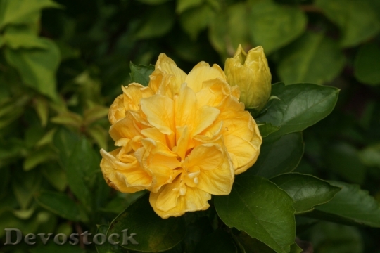 Devostock goldorangeflower-dsc07541