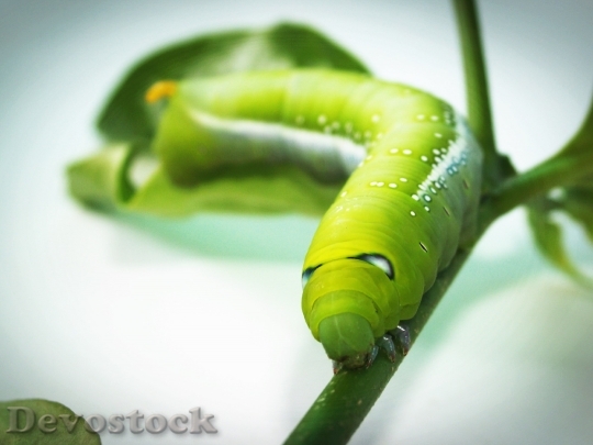 Devostock Green worm