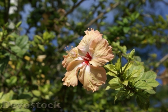 Devostock hibiscuspeach-dsc05889
