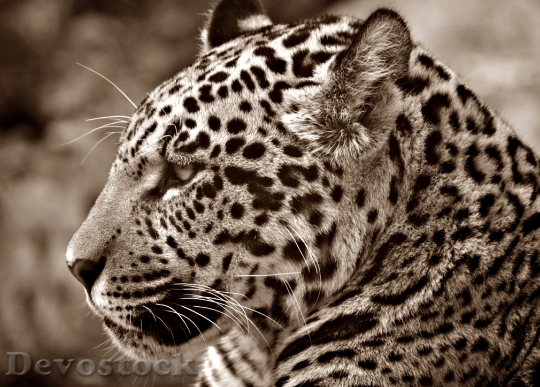 Devostock jaguar-halbwuchsig-sepia-profile-41002.jpeg