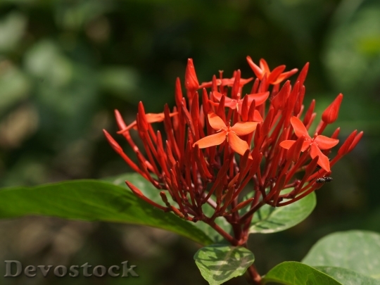 Devostock jungle-geranium-dsc08323