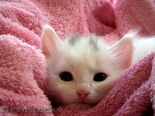 Devostock kitten-cat-fluffy-cat-cute-62321.jpeg