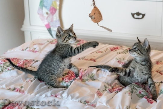 Devostock kittens-cats-foster-playing-160755.jpeg