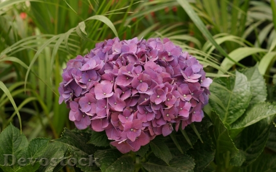 Devostock lilac-hortensia-dsc00640-a3ws