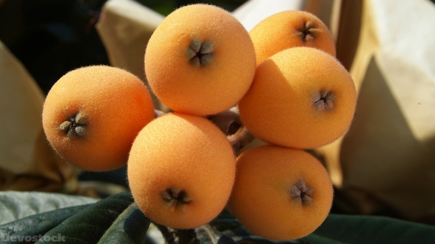 Devostock Loquat fruits  (1)