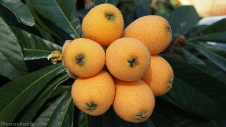 Devostock Loquat fruits  (10)