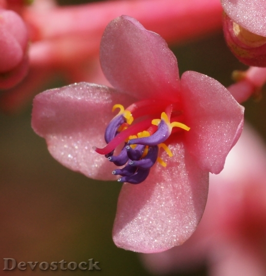 Devostock malaysian-orchid-dsc01990