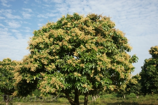 Devostock mangoinbloom-dsc03419
