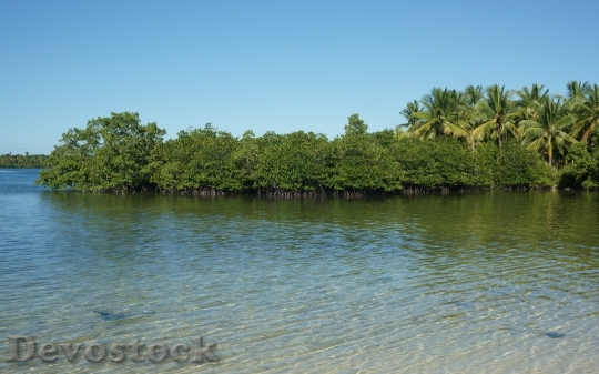 Devostock mangroves-dsc01729-ws