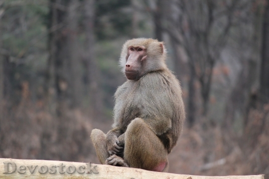 Devostock Monkey  (104)