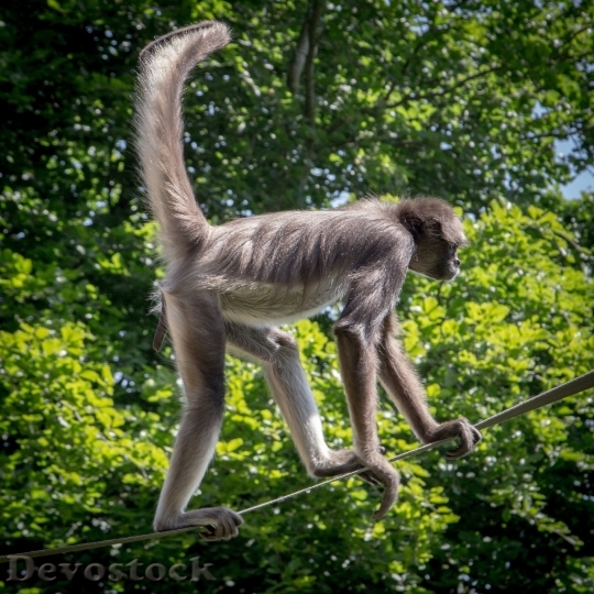 Devostock Monkey  (118)