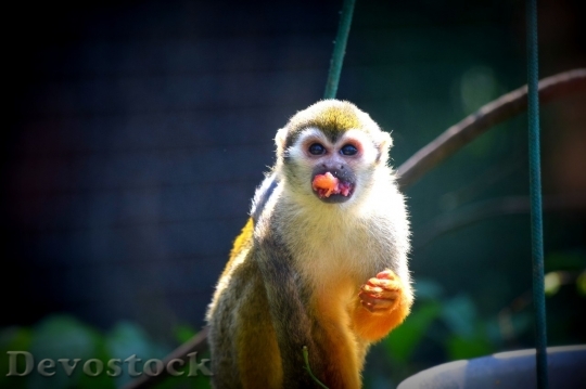 Devostock Monkey  (126)