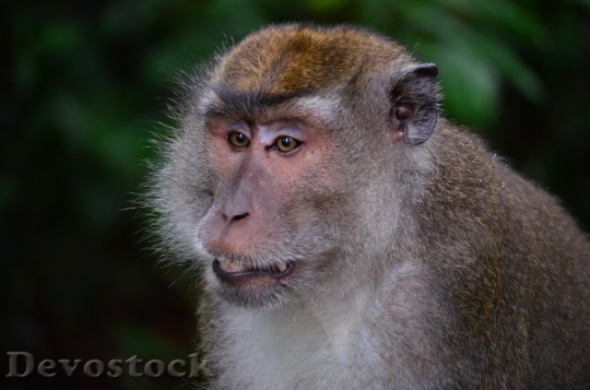 Devostock Monkey  (128)