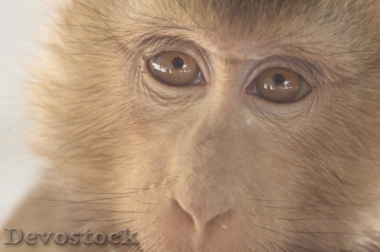 Devostock Monkey  (16)