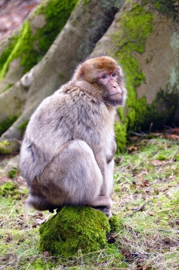 Devostock Monkey  (164)