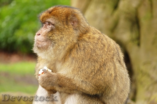 Devostock Monkey  (165)