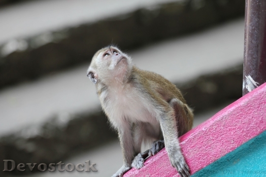 Devostock Monkey  (172)