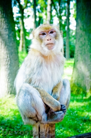 Devostock Monkey  (175)