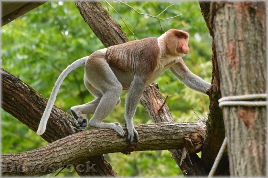 Devostock Monkey  (183)