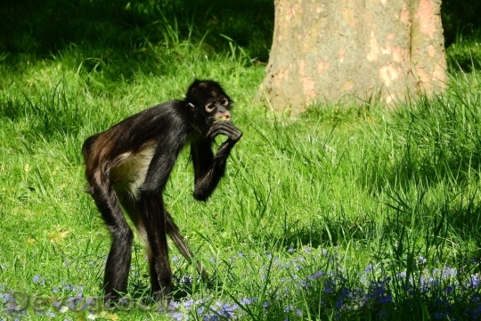 Devostock Monkey  (191)