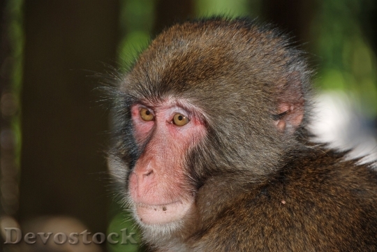 Devostock Monkey  (210)