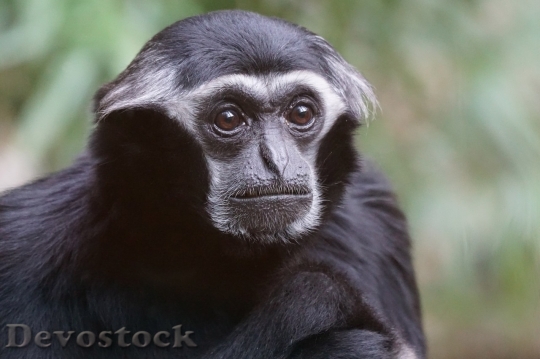 Devostock Monkey  (22)