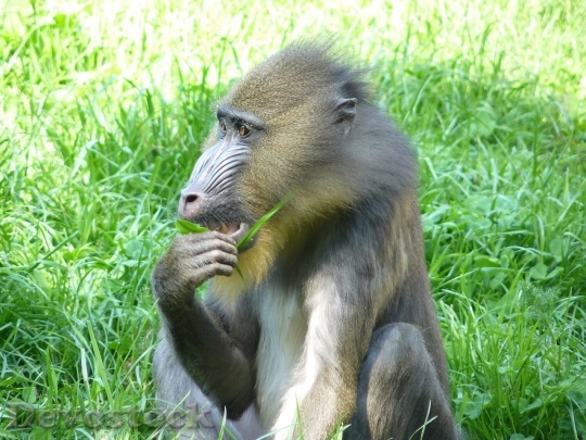 Devostock Monkey  (232)
