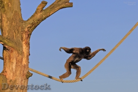Devostock Monkey  (257)