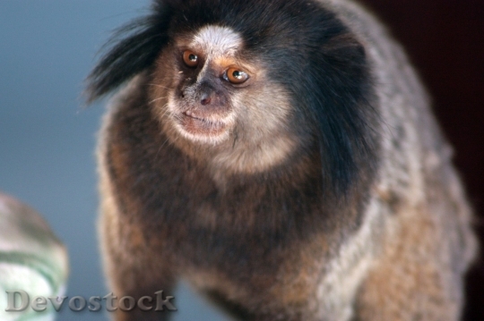 Devostock Monkey  (268)