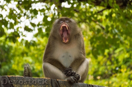 Devostock Monkey  (300)