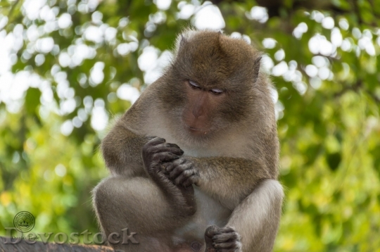 Devostock Monkey  (301)