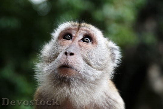 Devostock Monkey  (307)