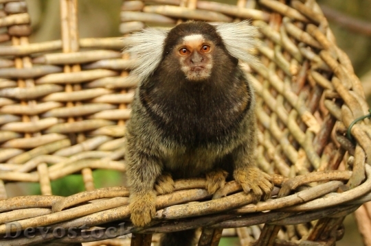 Devostock Monkey  (33)