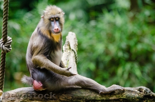 Devostock Monkey  (34)
