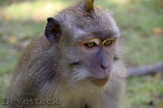 Devostock Monkey  (362)