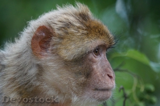 Devostock Monkey  (364)