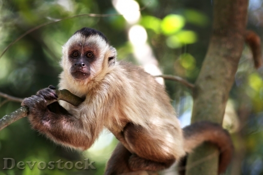 Devostock Monkey  (368)