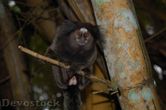 Devostock Monkey  (371)