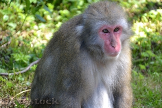 Devostock Monkey  (387)