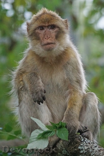 Devostock Monkey  (410)