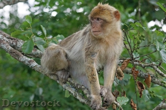 Devostock Monkey  (412)
