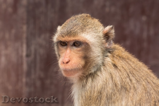Devostock Monkey  (431)
