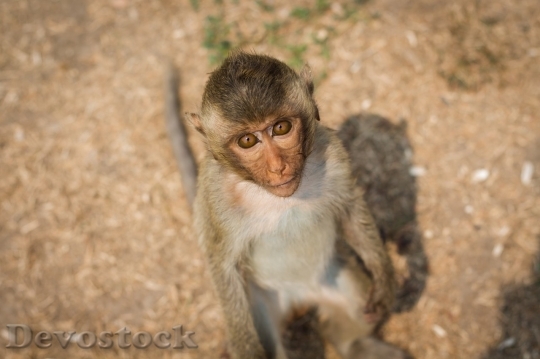 Devostock Monkey  (432)