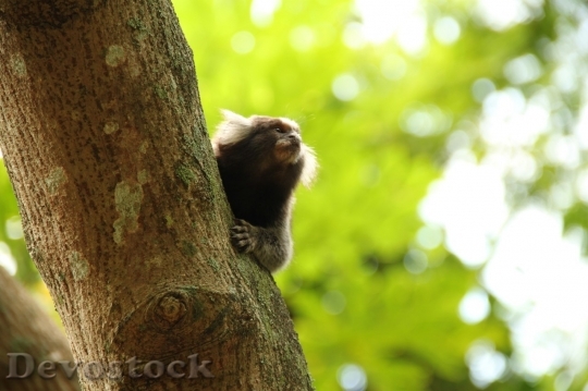 Devostock Monkey  (441)