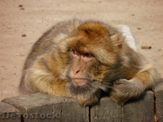 Devostock Monkey  (465)