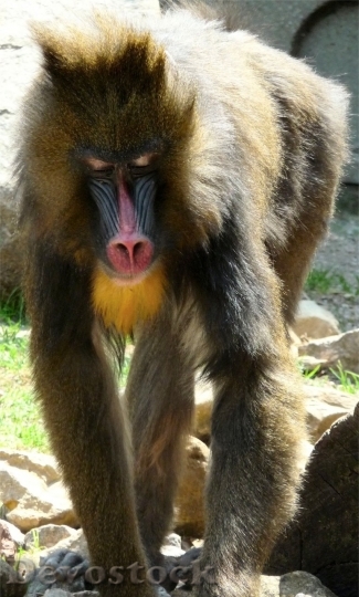 Devostock Monkey  (473)
